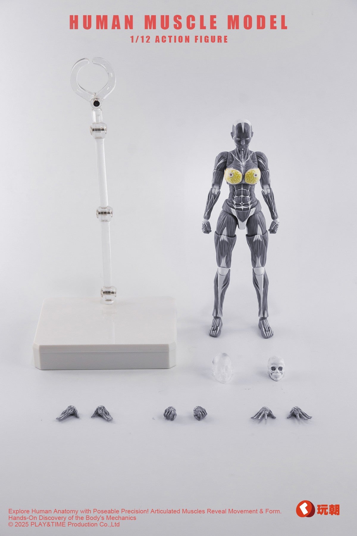 KEEPGOING Studio 人体筋肉模型 女性Ver. 1/12スケール可動フィギュア グレー【予約商品】