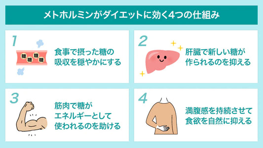 【医師監修】メトホルミンダイエットは何キロ痩せる？平均2〜3kg減の臨床データと痩せない理由を解説