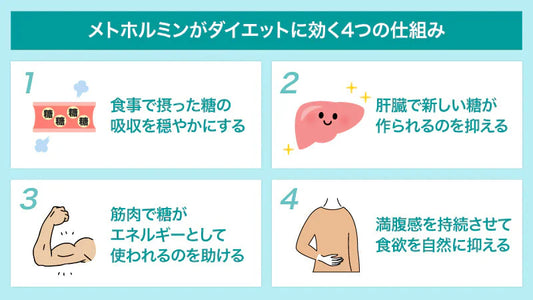【医師監修】メトホルミンダイエットは何キロ痩せる？平均2〜3kg減の臨床データと痩せない理由を解説