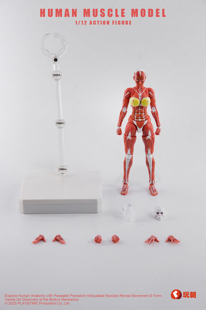 KEEPGOING Studio 人体筋肉模型 女性Ver. 1/12スケール可動フィギュア レッド【予約商品】