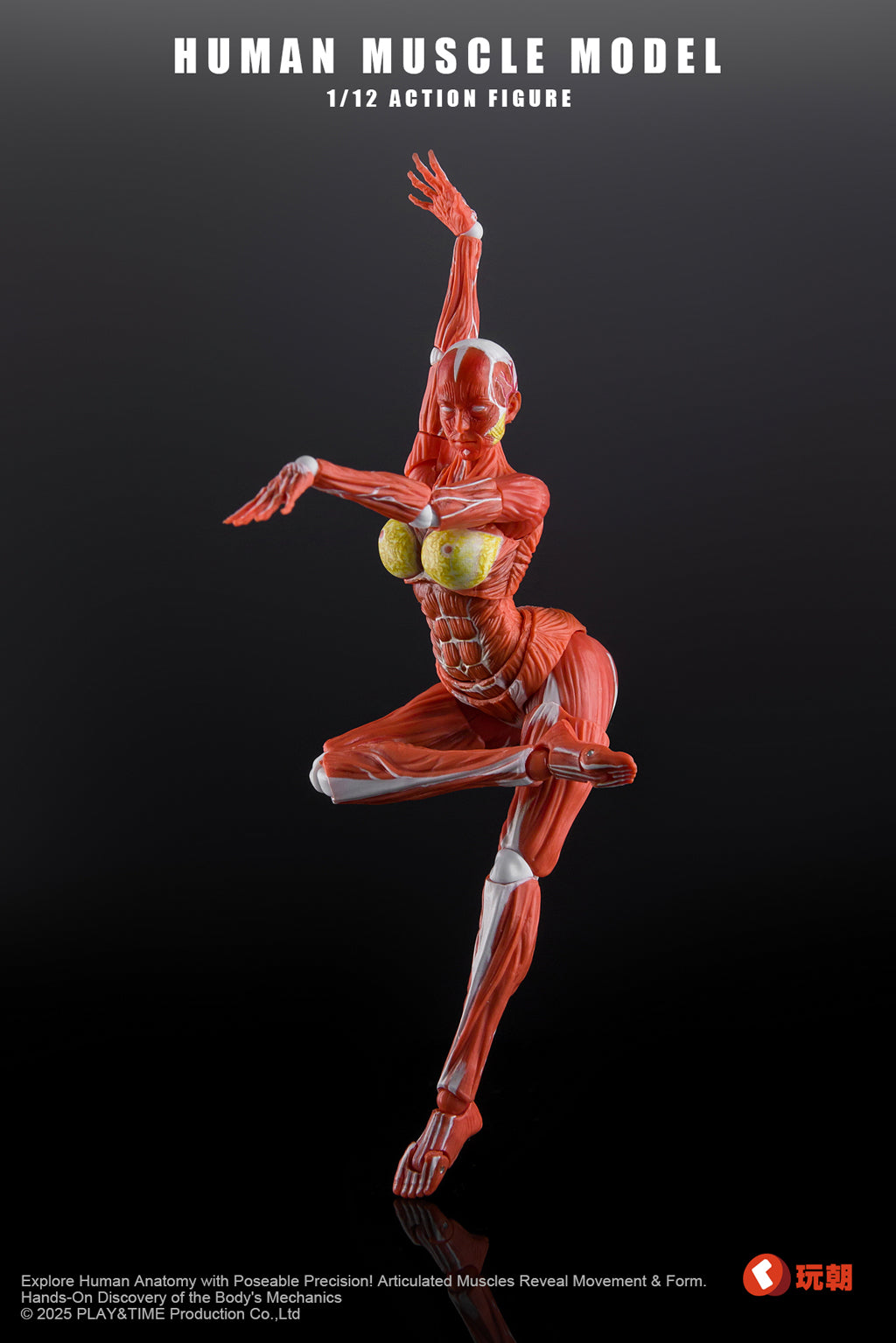 KEEPGOING Studio 人体筋肉模型 女性Ver. 1/12スケール可動フィギュア レッド【予約商品】